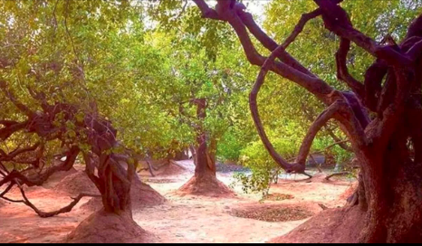 Sacred Forest 